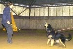 Wachhunde-Training